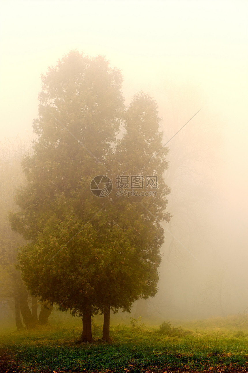 在雾中的树叶子公园魔法森林风景树木季节场景植物沉思图片