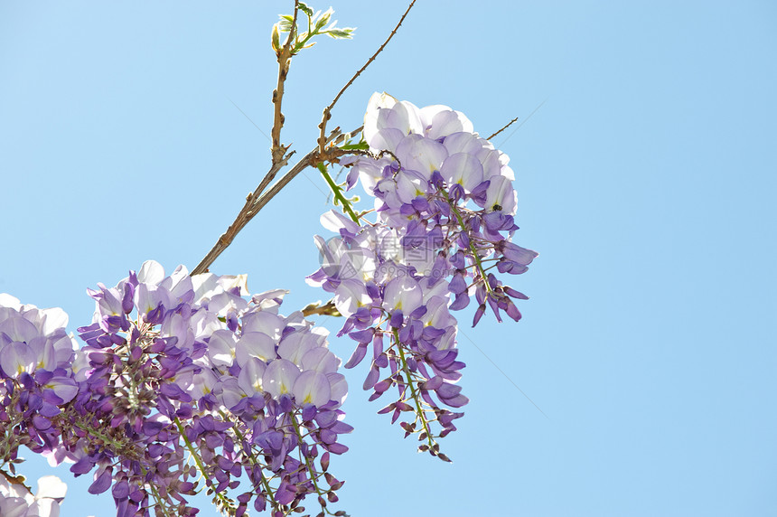 维西西亚气候天空紫丁香薰衣草生长白色活力花瓣花园花朵图片