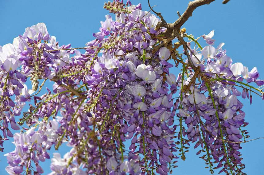 维西西亚生长紫丁香天空薰衣草紫色植物活力花瓣阳光文化图片