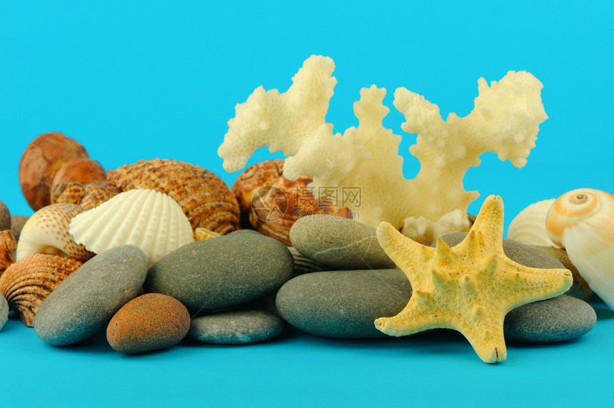 水下世界的海星和一系列海洋物体海岸收藏贝类热带卵石岩石石头生活蓝色旅行图片