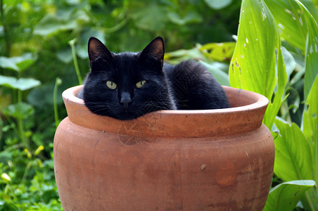 花盆猫动物高清图片素材