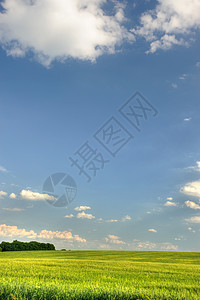 绿地和暗蓝天空小麦草地场景叶子季节自由公园地平线美化土地背景图片