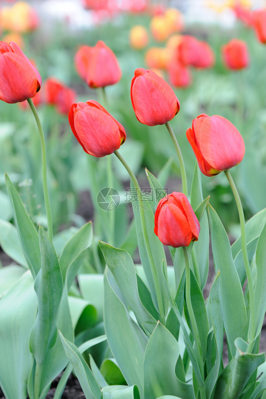 红色郁金红生长叶子园艺花瓣场地宏观季节绿色团体阳光图片