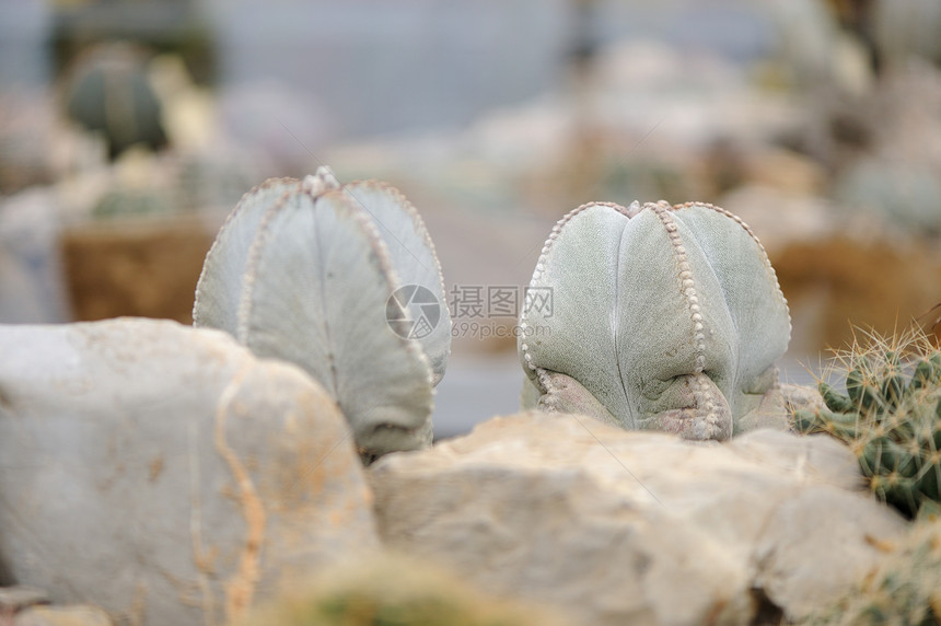 Cactus 抽象仙人掌图片