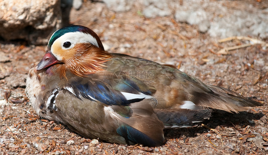 普通达林鸭鸭子红色游泳美丽羽毛紫色野生动物翅膀绿色棕色图片