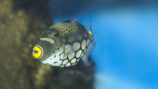 热带鱼小丑三角鱼热带生活珊瑚小丑宏观游泳荒野气候蓝色潜水背景图片