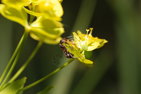 黄色蚂蚁黄在黄在花朵上背景