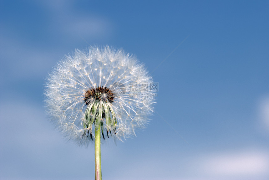 达当量生长优雅花粉阳光叶子运气萼片季节植物草本植物图片