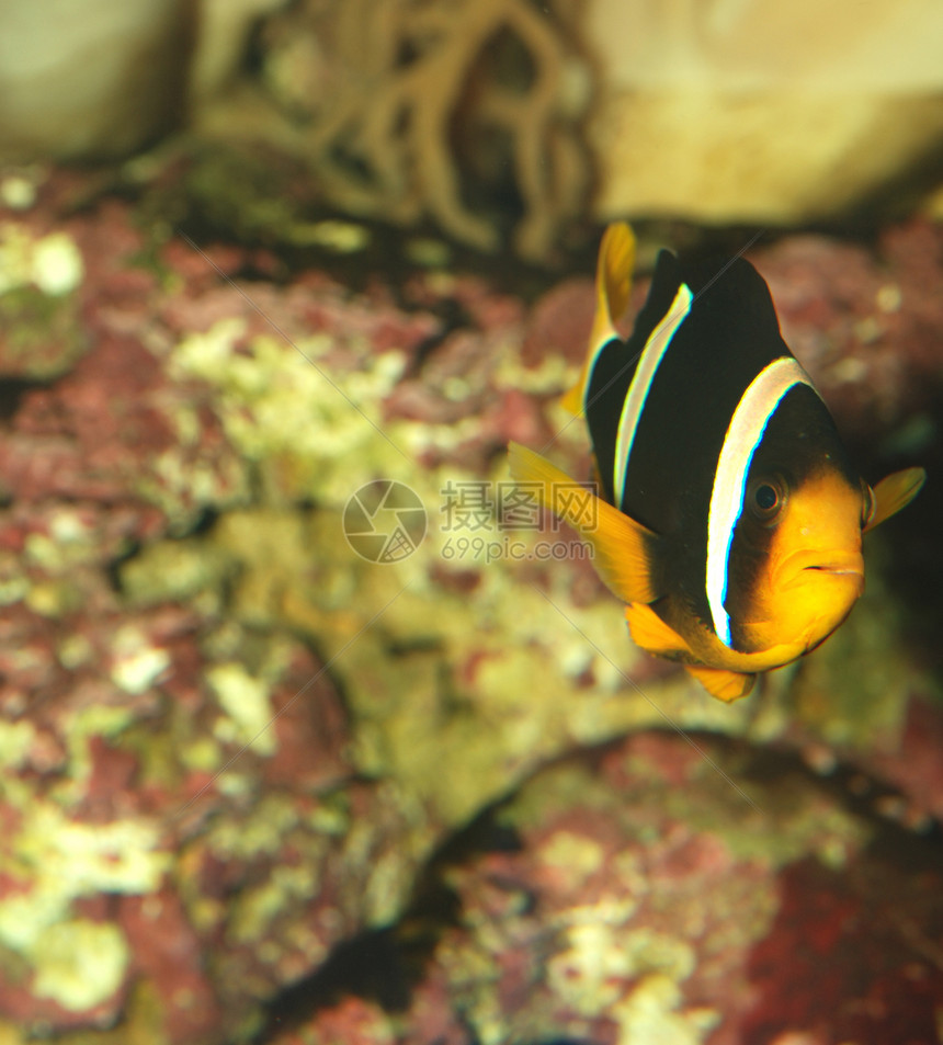 外来鱼类水族馆盐水旅行野生动物活动浮潜蓝色游泳航海假期图片