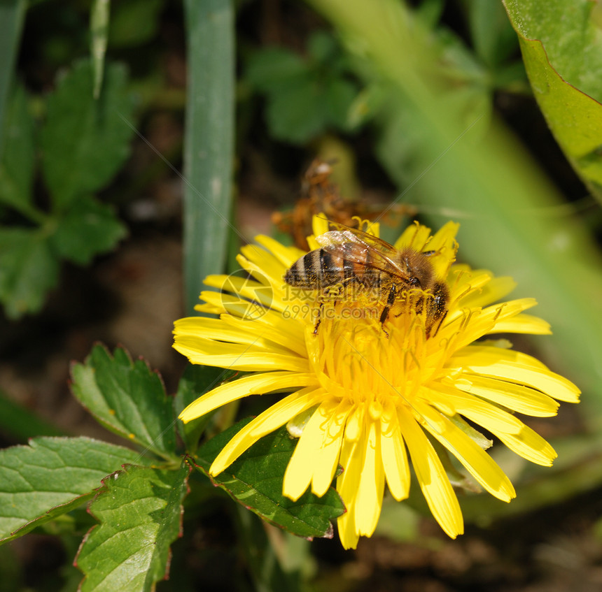 收集蜜蜂花粉翅膀植物叶子昆虫花瓣场景动物阳光宏观图片