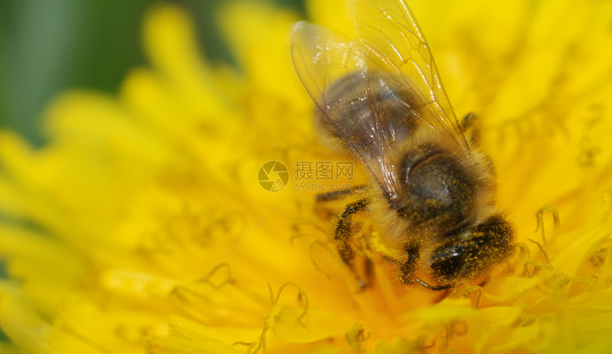 收集蜜蜂花粉宏观叶子阳光翅膀昆虫动物场景花瓣植物图片