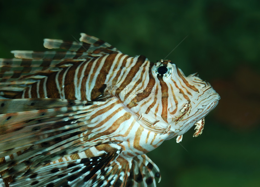 外来鱼类情调潜水岩石热带盐水水族馆气候异国游泳动物图片