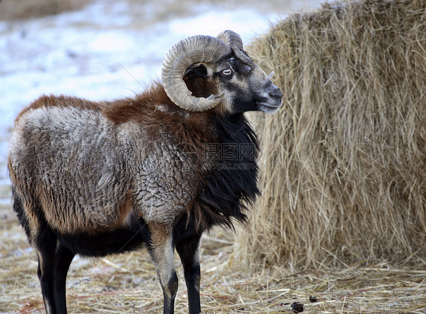 冬天在干草泥巴附近异国旅行情调照片动物荒野水平乡村养殖内存图片