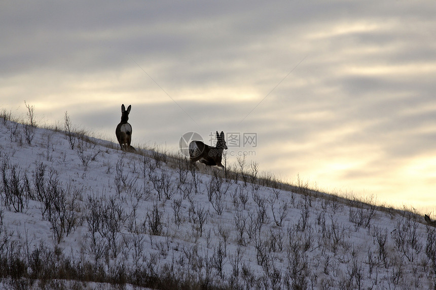 冬天两头木鹿图片