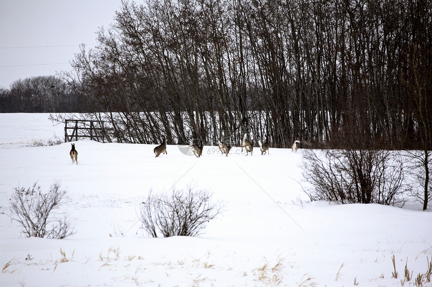 冬季的白尾鹿群图片