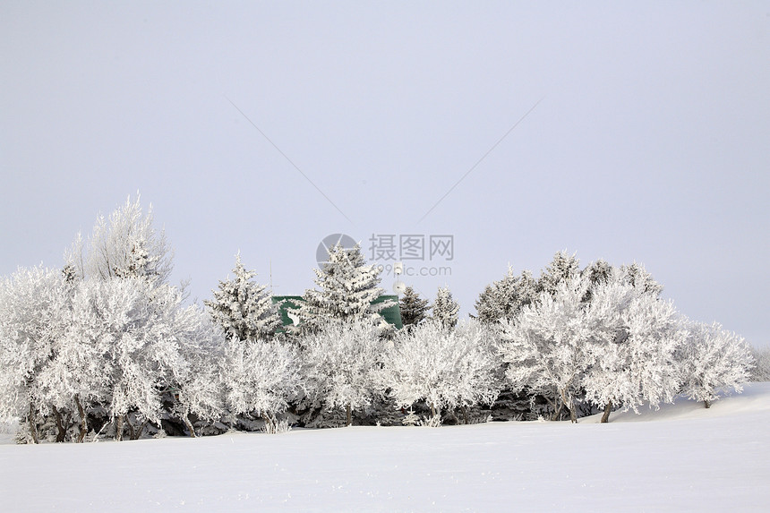 树木和灌木丛上霜冻图片