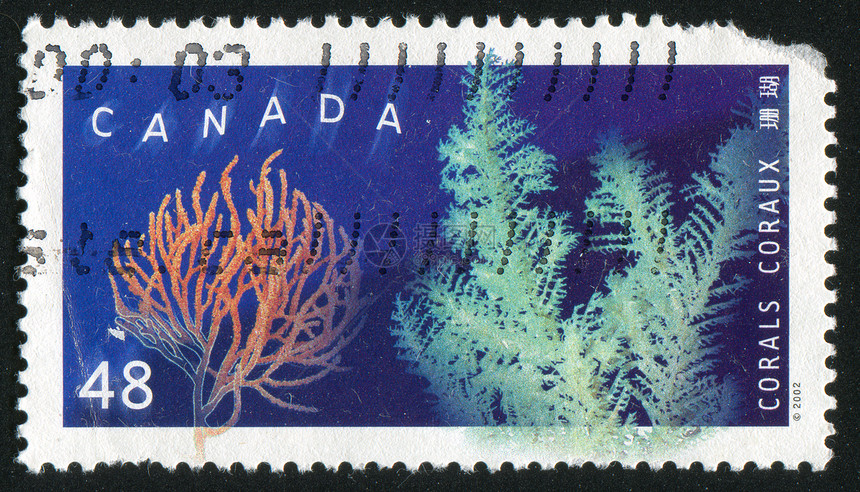 邮票潜水海洋邮戳探索海绵野生动物明信片珊瑚海豹集邮图片