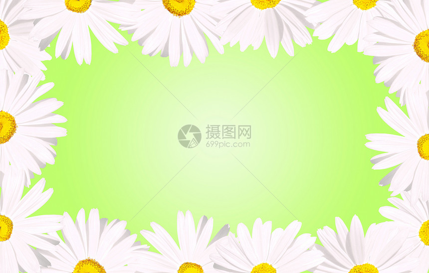 白花菊边沿绿的边界图片