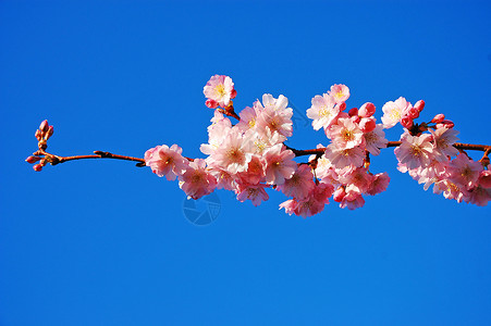 樱花花粉色蓝色花朵天空花瓣植物群背景图片