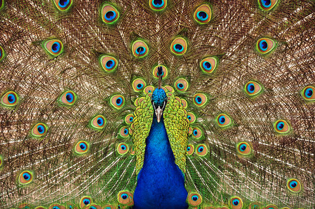 多彩多彩的孔雀自然高清图片素材