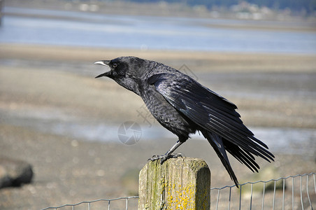 黑乌鸦鸟类羽毛黑色掠夺动物背景图片
