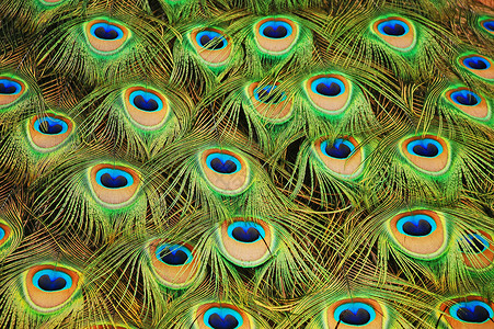多彩孔雀羽毛尾巴鸟类绿色背景图片