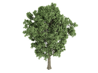 弹弓或波普卢斯x肯森木材生活木头植物美丽树干生态树叶叶子果皮背景图片