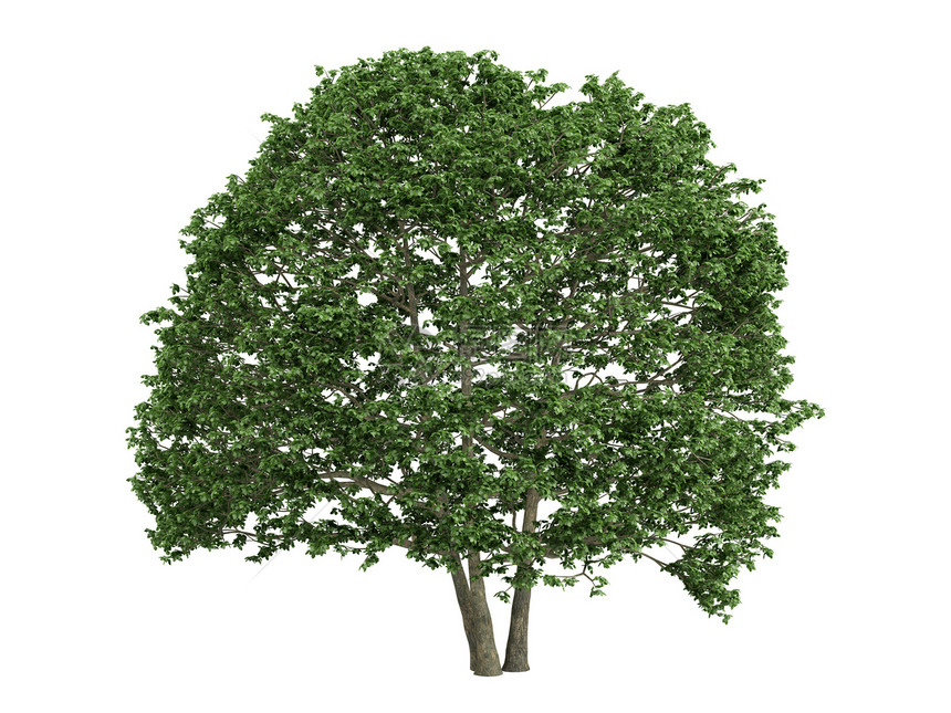 奥尔德尔或奥努斯树叶木材插图植物群果皮生活叶子生态植物环境图片