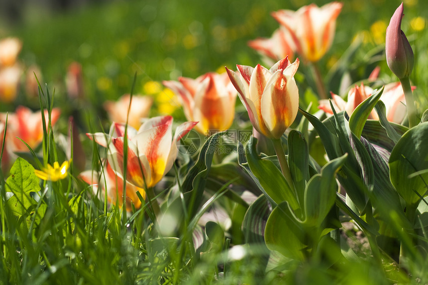 清晨阳光明媚的春天早晨 在公园花棚中的郁金香黄色绿色粉色花坛图片