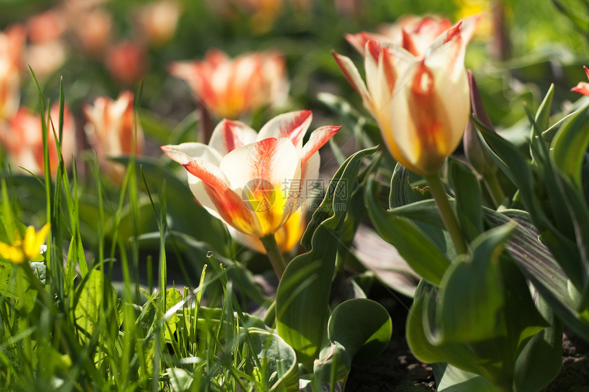 清晨阳光明媚的春天早晨 在公园花棚中的郁金香花坛黄色粉色绿色图片