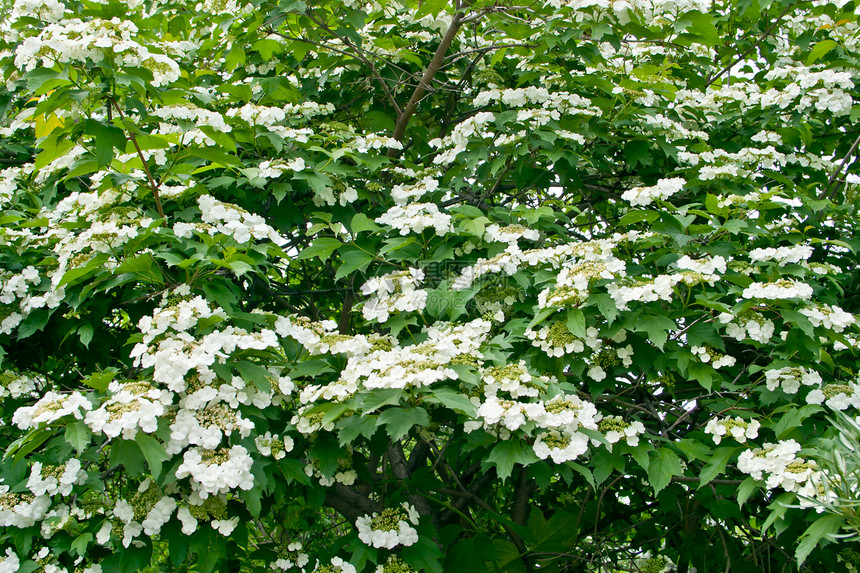 白鲜花叶子后院场景季节绿色植物背布植物时期植物群风景图片