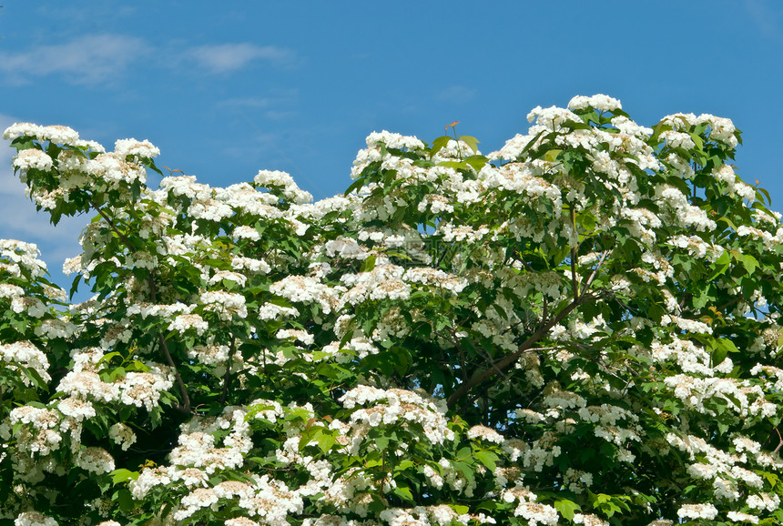 白鲜花季节绿色植物荚蒾植被地面种子木头时期场景树叶图片