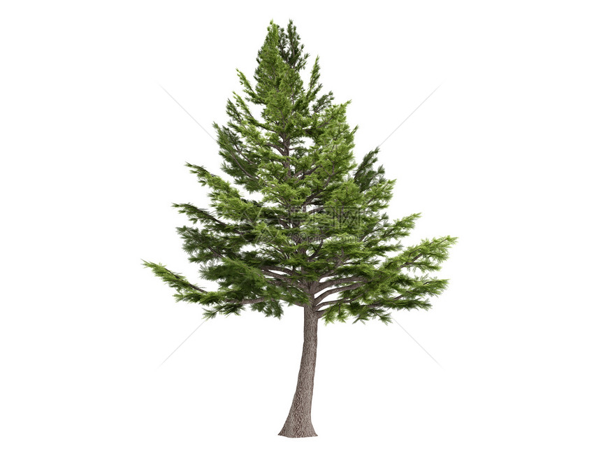 Cedar或塞达尔植物群环境照片美丽插图白色树干绿色生活植物图片