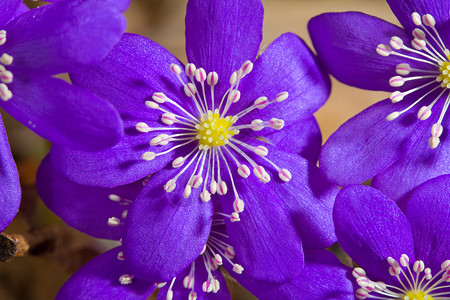 希帕卡花花海葵肝病紫色荒野植物群宏观生长季节花粉季节性背景图片
