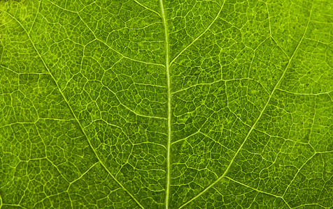 绿叶摄影植物学脆弱性绿色静脉环境叶子植物宏观背景图片