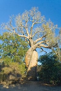 巨大猴面包树Baobab树衬套蓝色异国旅行树干荒野情调植物天空太阳背景