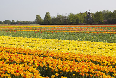 荷兰的多彩郁金牌场Name郁金香季节农场栽培场地风车花园投标橙子宏观背景图片