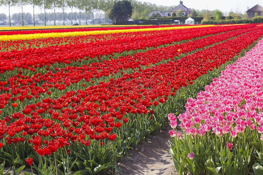 荷兰的多彩郁金牌场Name农场植物生长美丽宏观季节橙子栽培花园花瓣图片