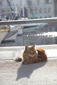 猫躺在太阳下高清图片