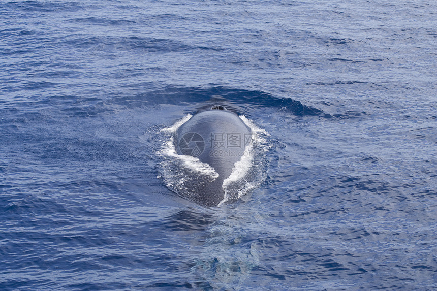 鲸鱼潜水船荒野哺乳动物母亲座头鲸海洋盘子磷虾生活黑色蓝色图片