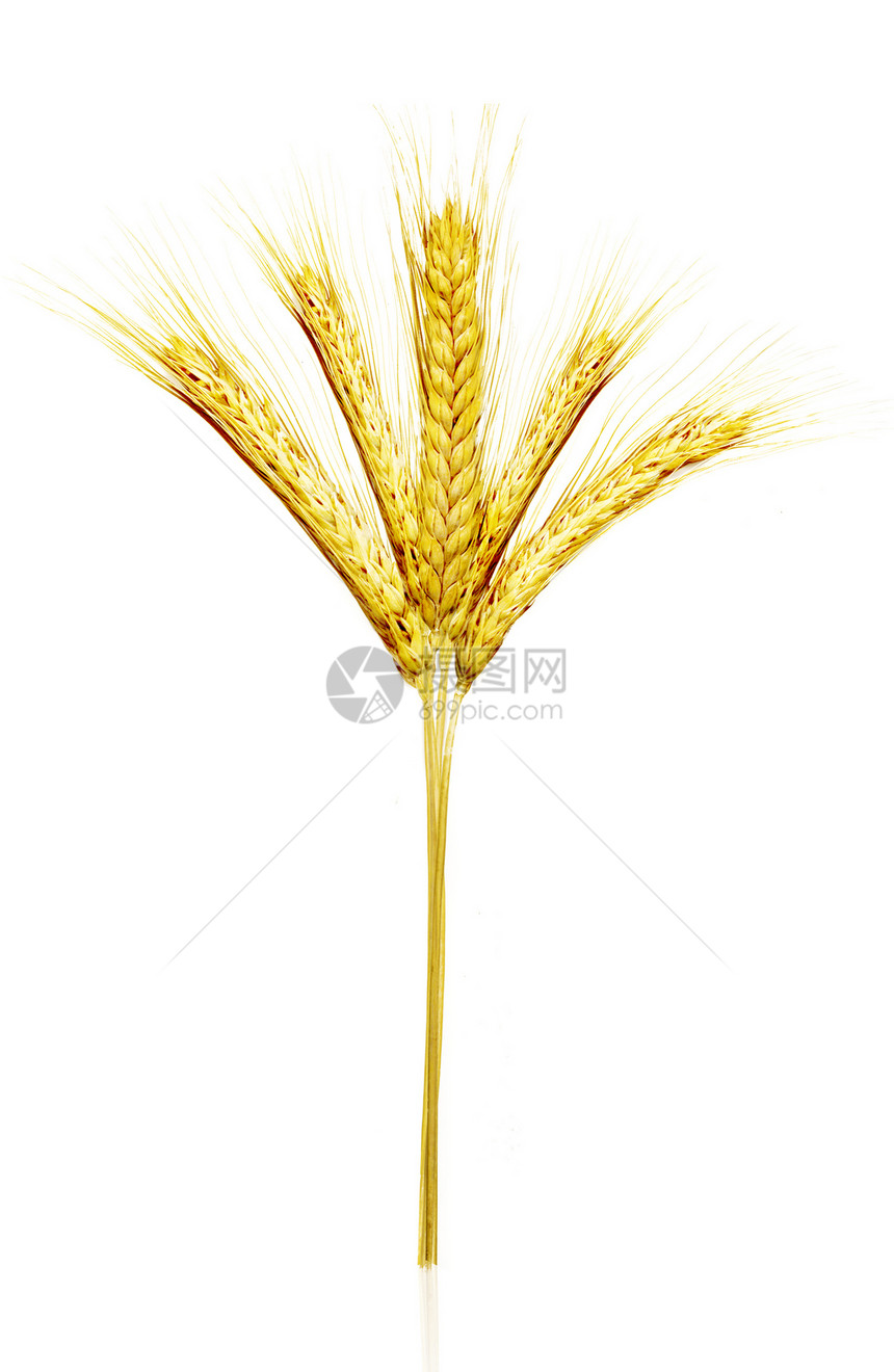 黄黄小麦食物金子谷物耳朵稻草面包燕麦种子农场植物图片