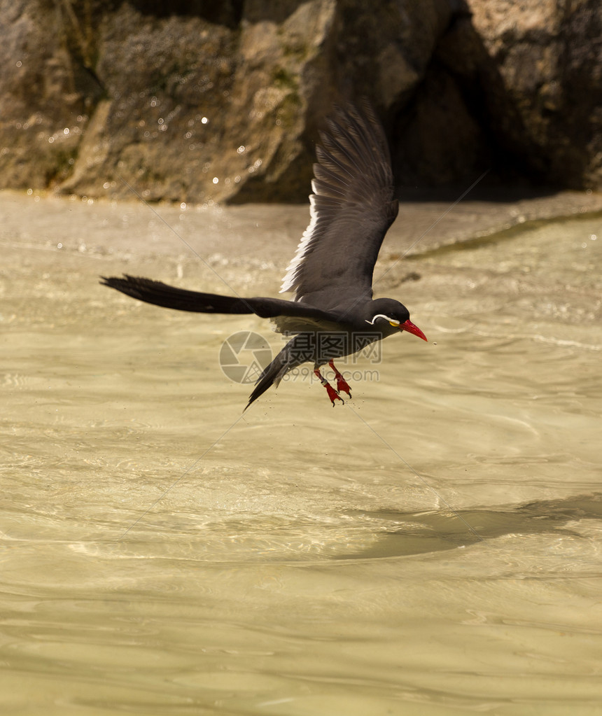 誓以海滩鸟自然天空食物海洋动物波浪翅膀海鸥成人太阳图片