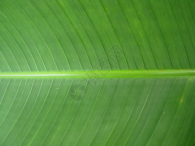 香蕉叶热带植物生态环境叶子背景图片