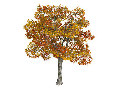 悬铃木普拉塔内或普拉塔努斯橙子木头叶子生活生态环境果皮木材梧桐植物群背景