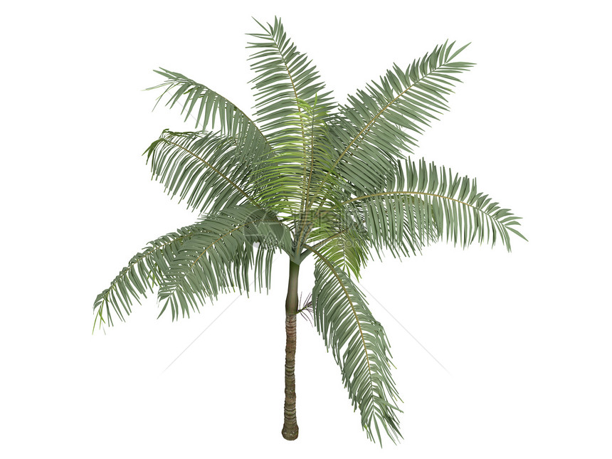 棕榈公主或专辑环境植物植物群树干木材热带插图生态木头生活图片