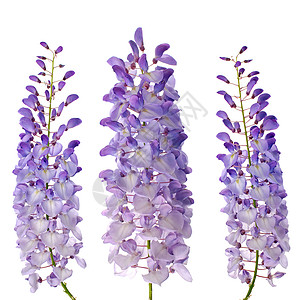 紫藤花花维斯特西雅花花花园情调生长白色紫色藤蔓美丽蓝色花瓣工作室背景