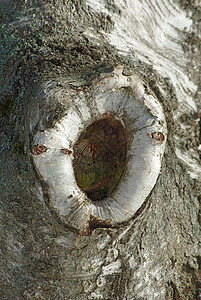 树背树皮背景木头公园植物皮肤材料树干森林环境棕色木材背景图片