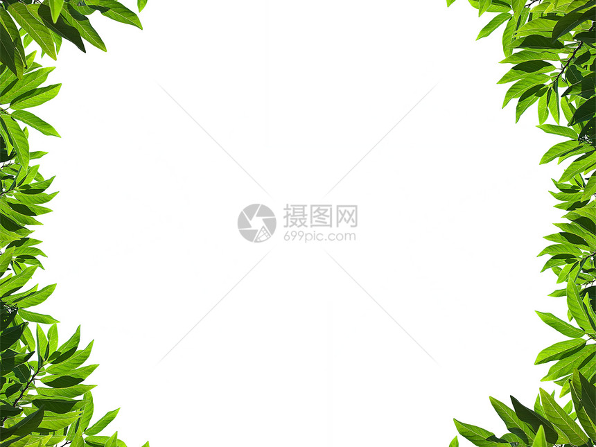 天然绿色绿叶框架宏观边界草本植物环境艺术生长植物学叶子生态植物图片