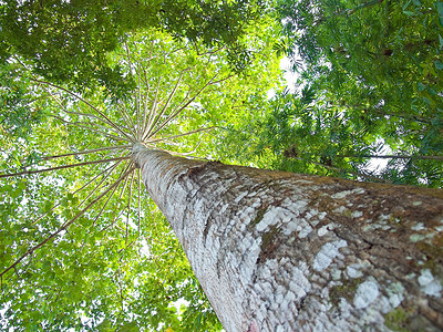 树树分支热带森林生态植物群阴影叶子树枝生长植物环境高清图片