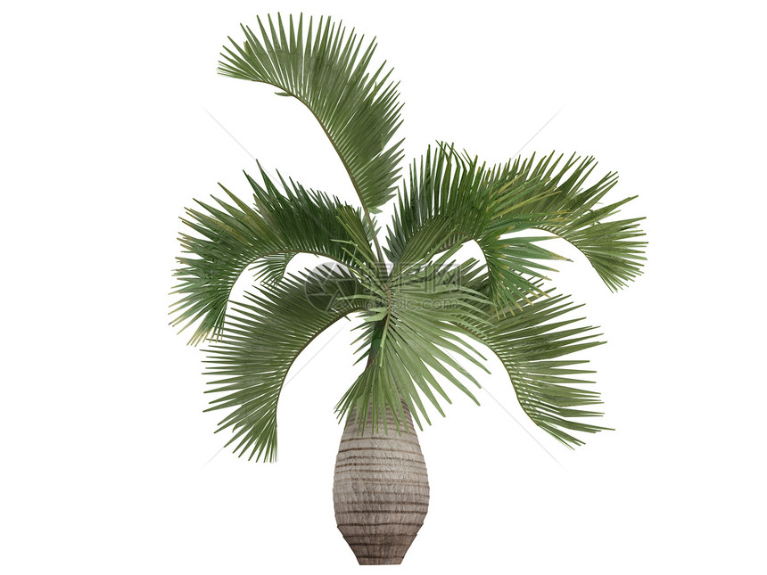 瓶头棕榈或顺丁烯酸生态花园热带亚热带环境木头植物群异国插图天堂图片